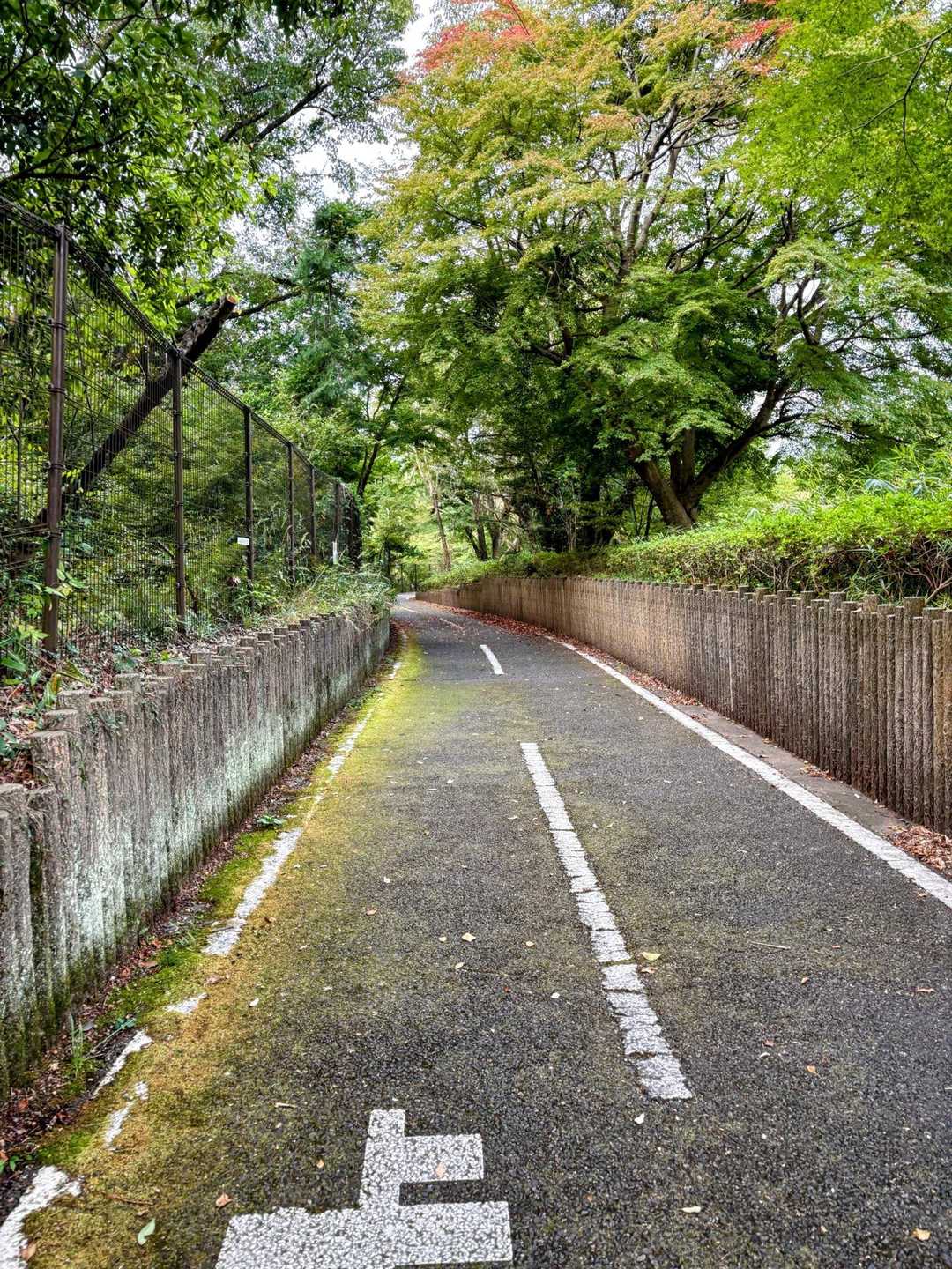 狭山湖から離れ、時計回りに湖を大回りします！歩行者専用道路が設けられています