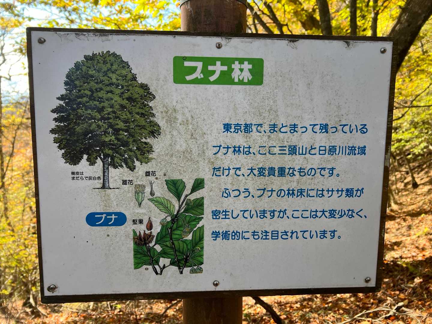 ブナの聖地らしい。