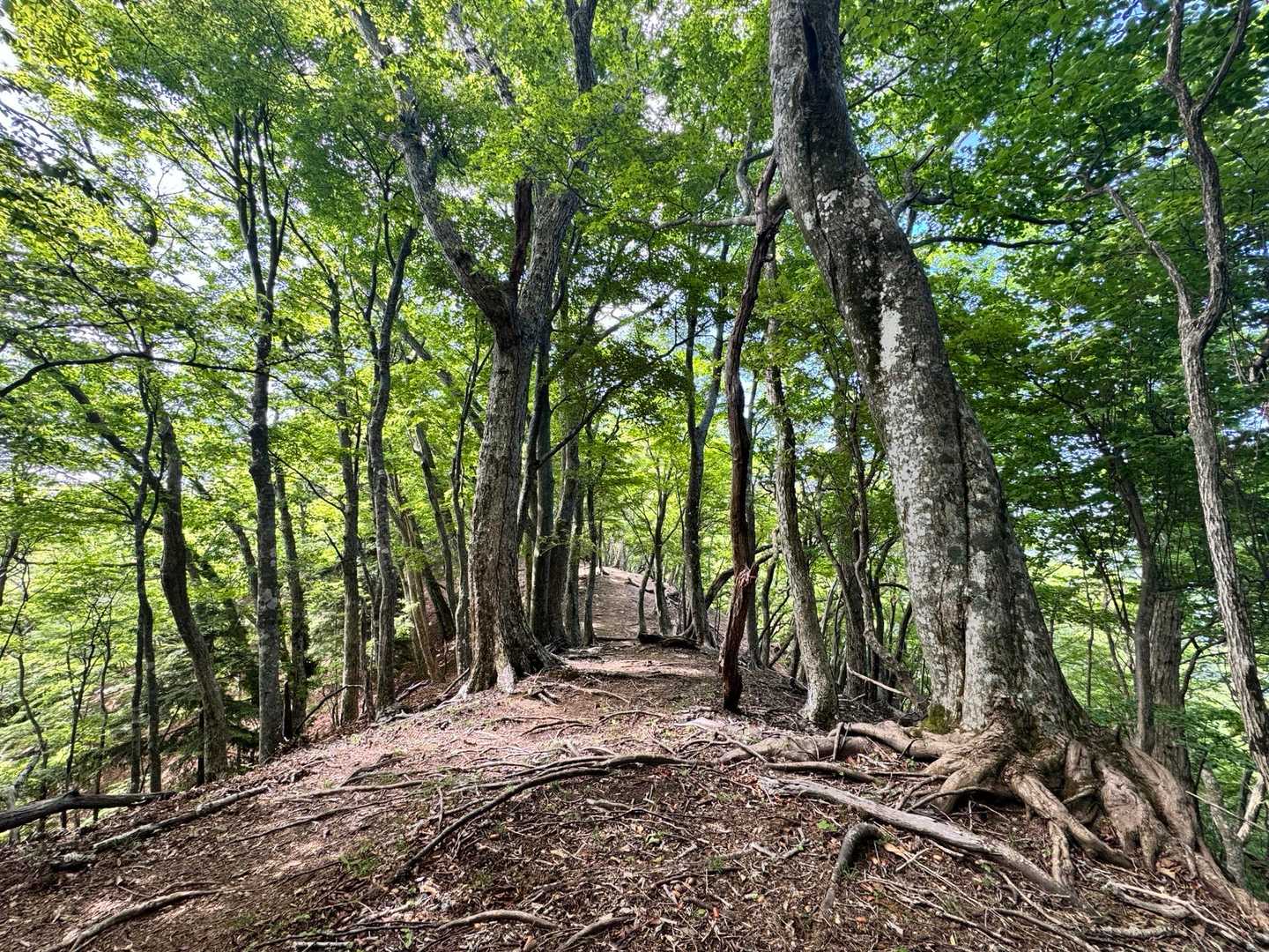 九折登山口-三ツ尾コース登山口-傾山-杉ヶ越-九折越 周回コースの写真