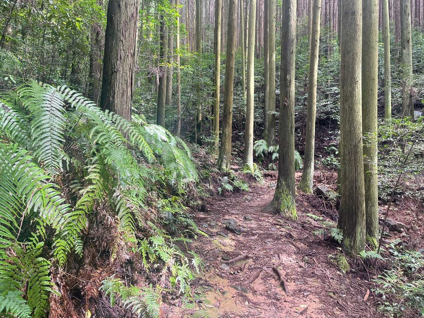 弥勒山登山口-大谷山 往復コースの写真