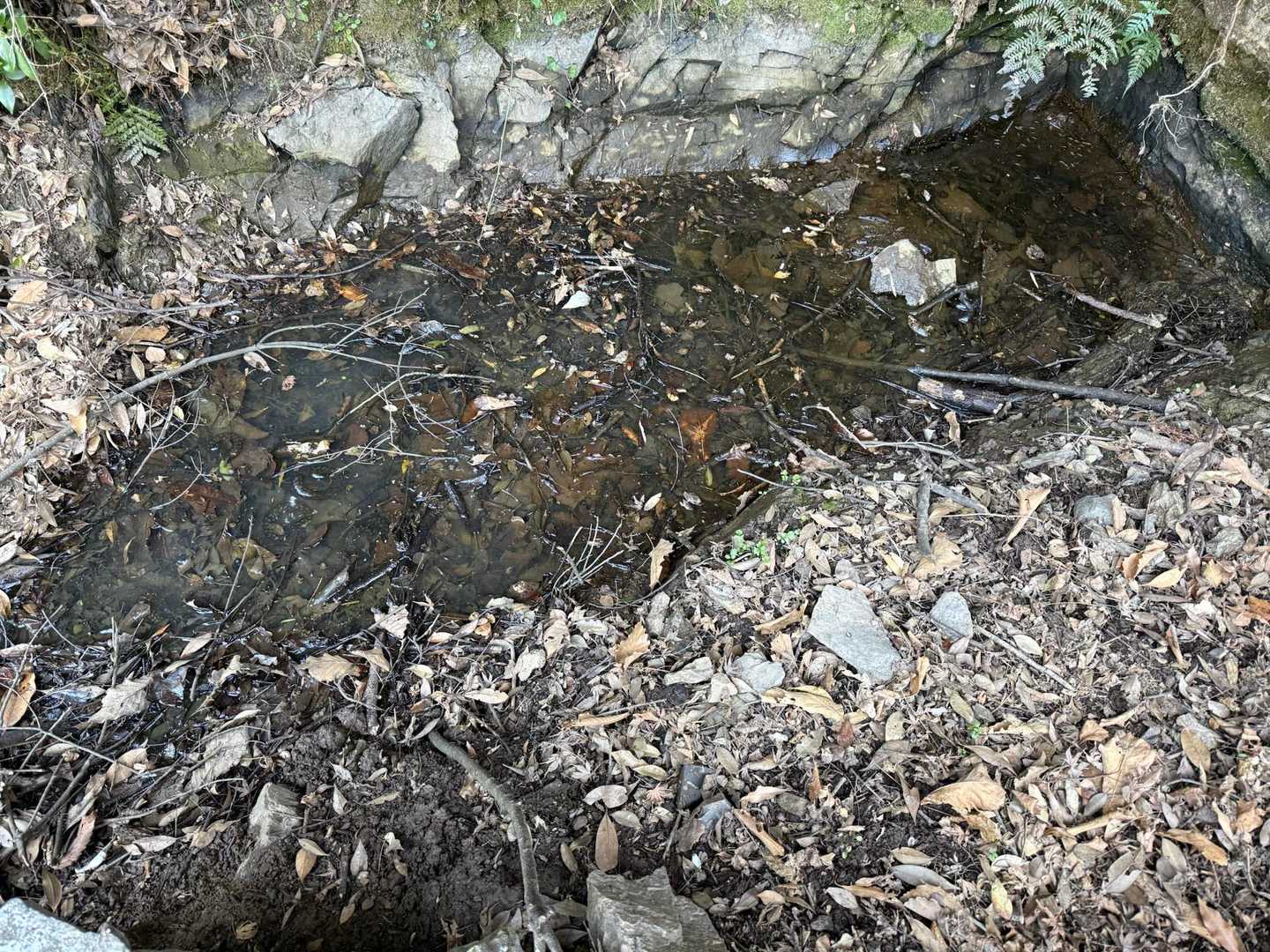 山庵寺の奥の池には水が溜まってました
わーい。
そして、卵塊あるある
嬉しいなぁ
