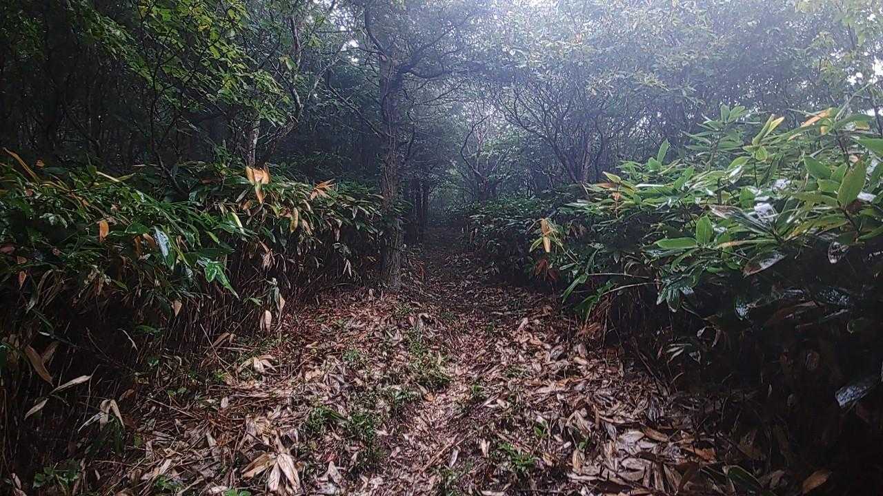 夏焼峠-砥石郷山 往復コースの写真