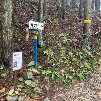 ここからスタート　尾根まで登り続きます