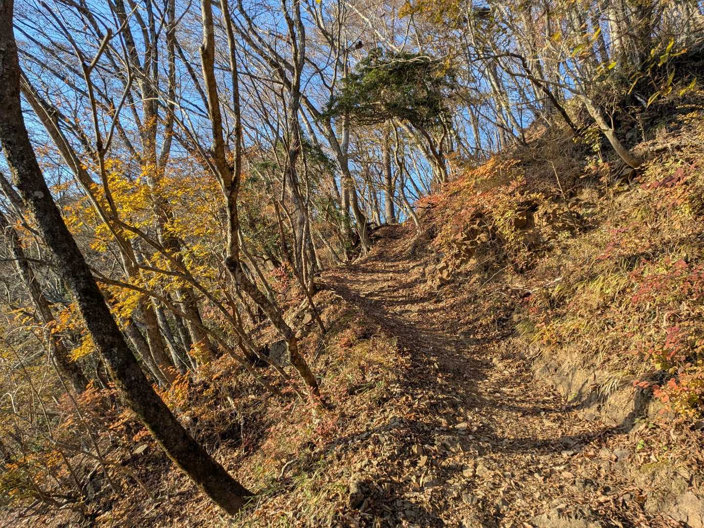夕焼けと紅葉で暖かみのある道になってます。
久し振り来たけどやっぱいい山ね