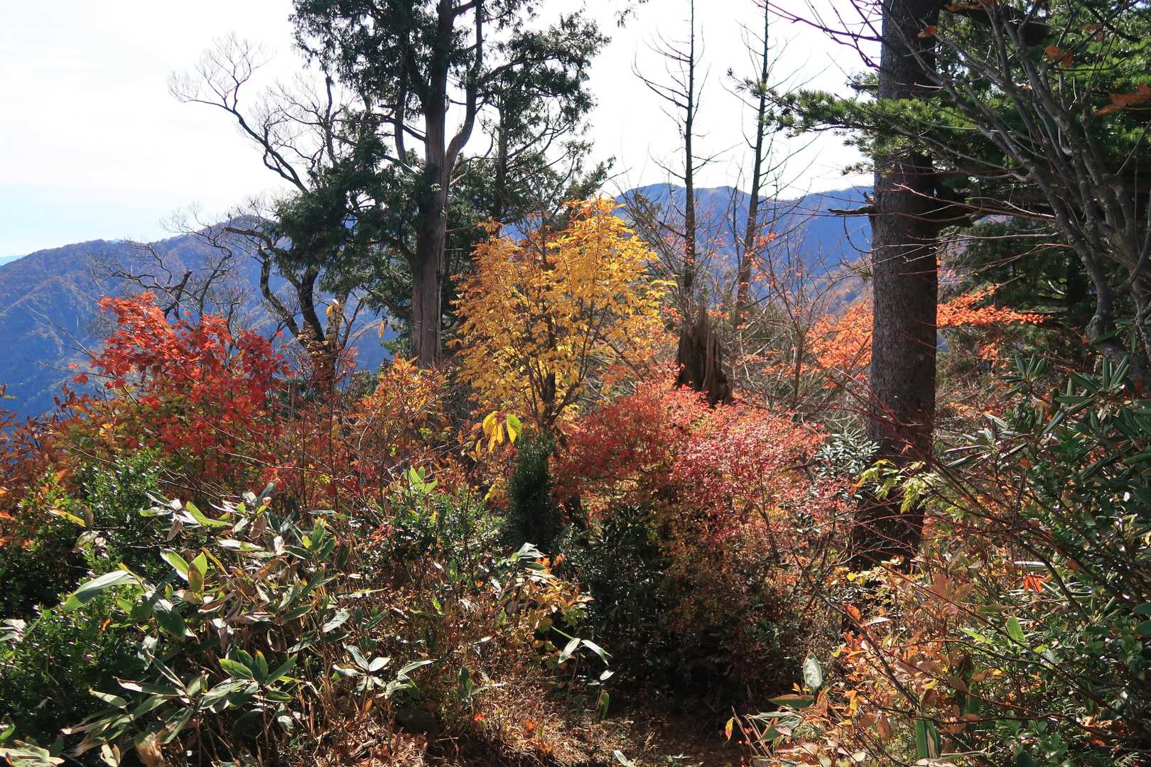 朝よりも輝きを増した木々の紅葉🍁🍂✨