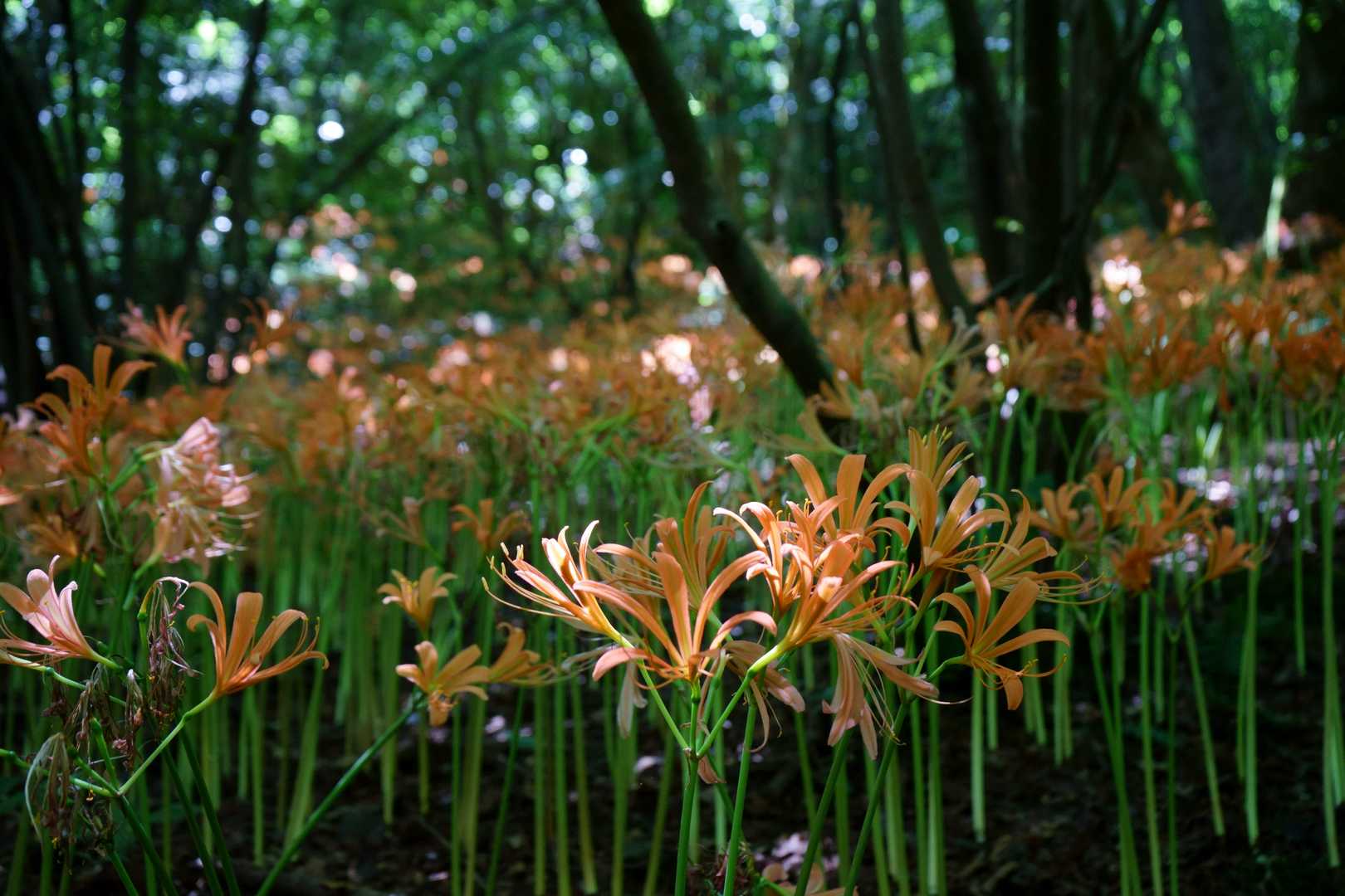 水無登山口-井原山 往復コースの写真
