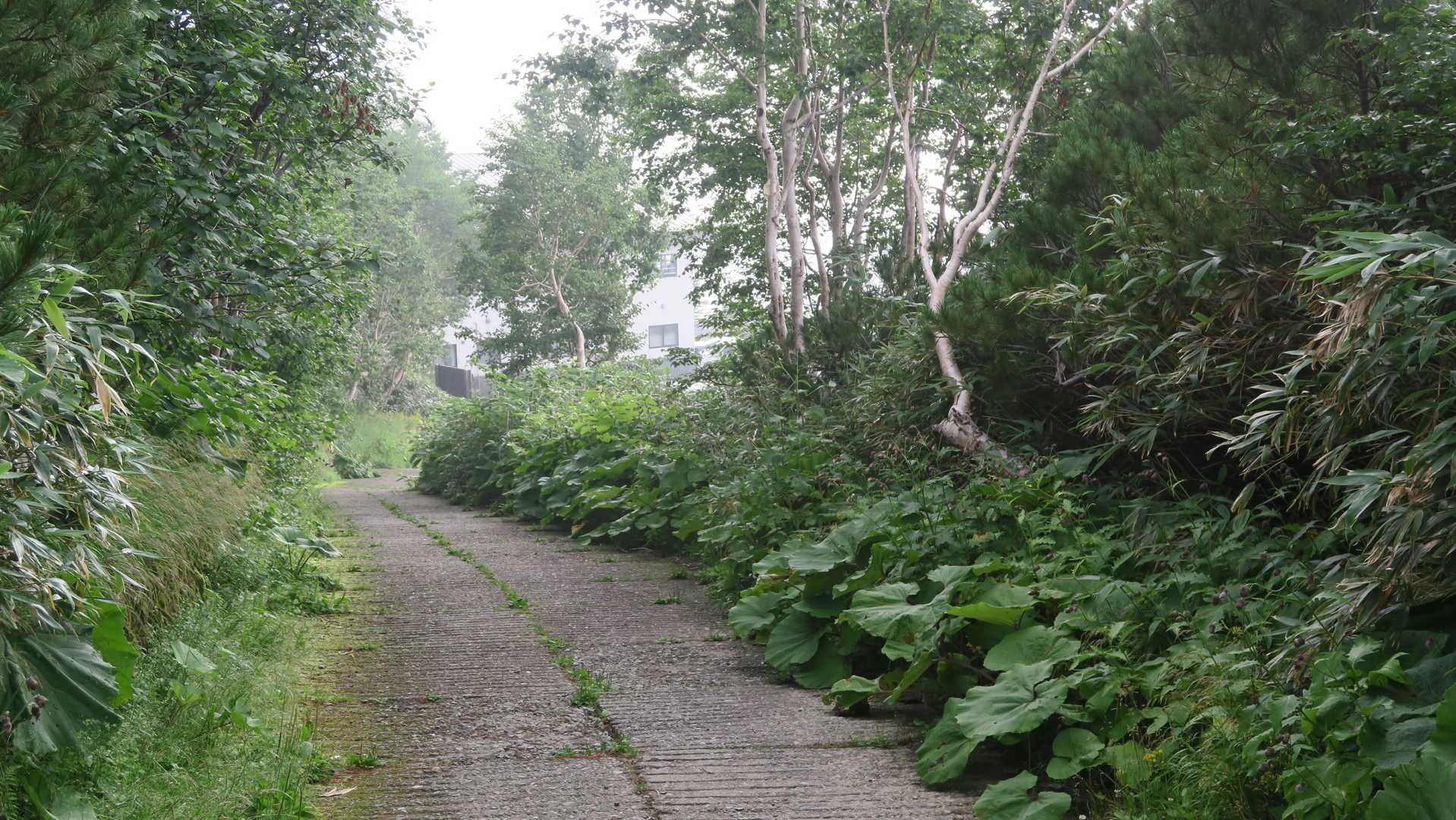 上ホロカメットク山-十勝岳 縦走コースの写真