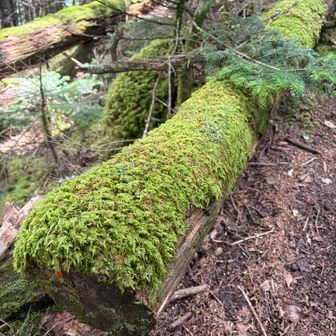 苔いいですね