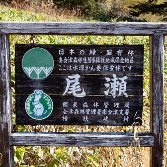 尾瀬