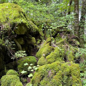 空池付近　空の池ではなく、ドリーネ地形で窪んだ箱庭のような様相からのネーミングだそう