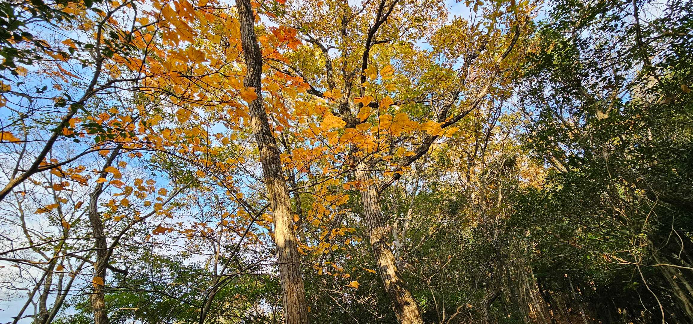 姫岳登山口-姫岳 往復コースの写真