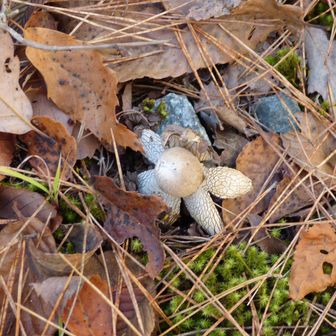 ツチグリがありましたが、つついてももう胞子は出てきませんでした。