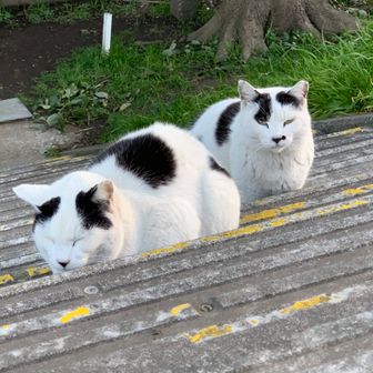 おいしいしろめし