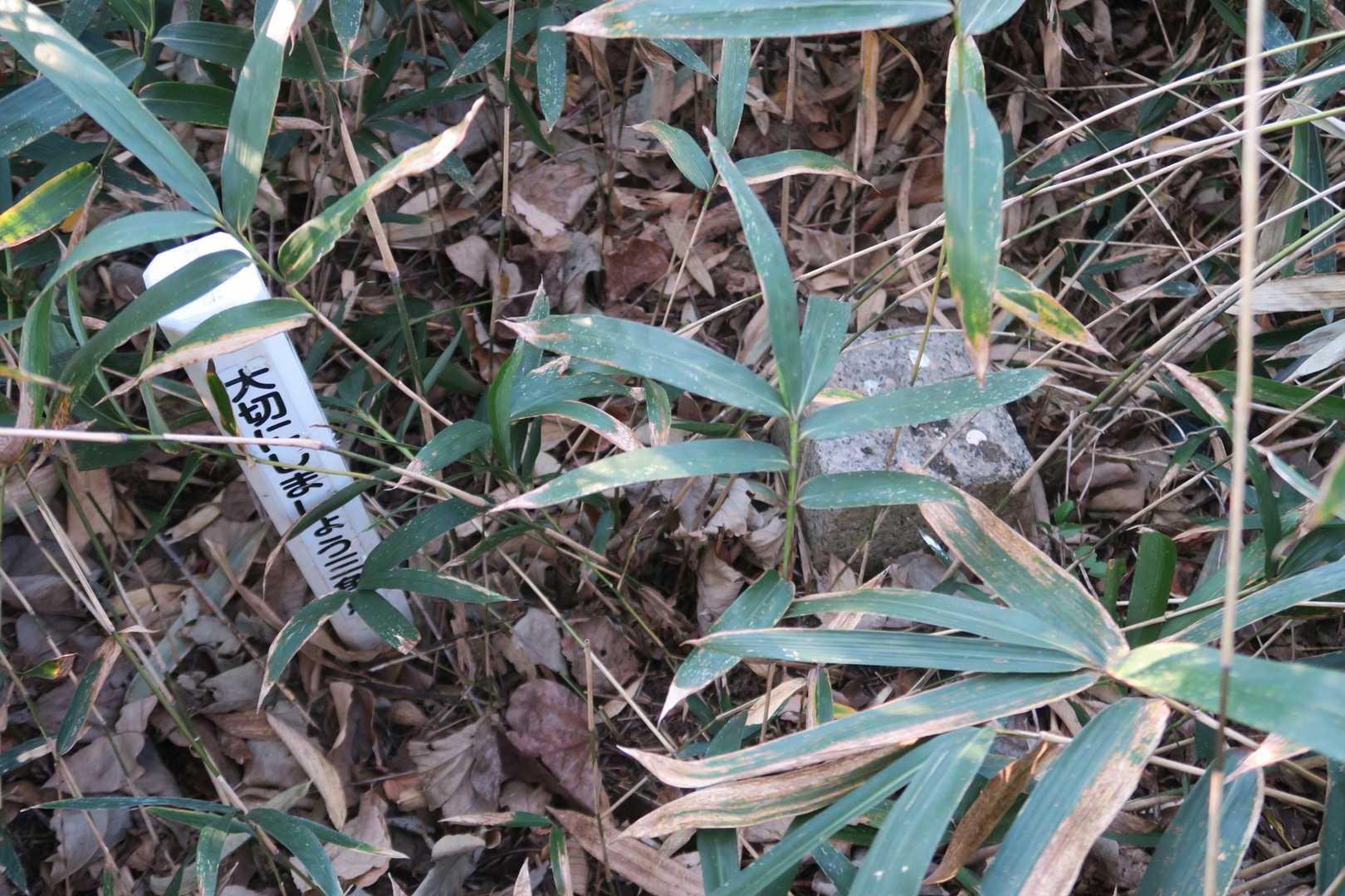 三角点あり。紫谷山の山頂標識は見つからない