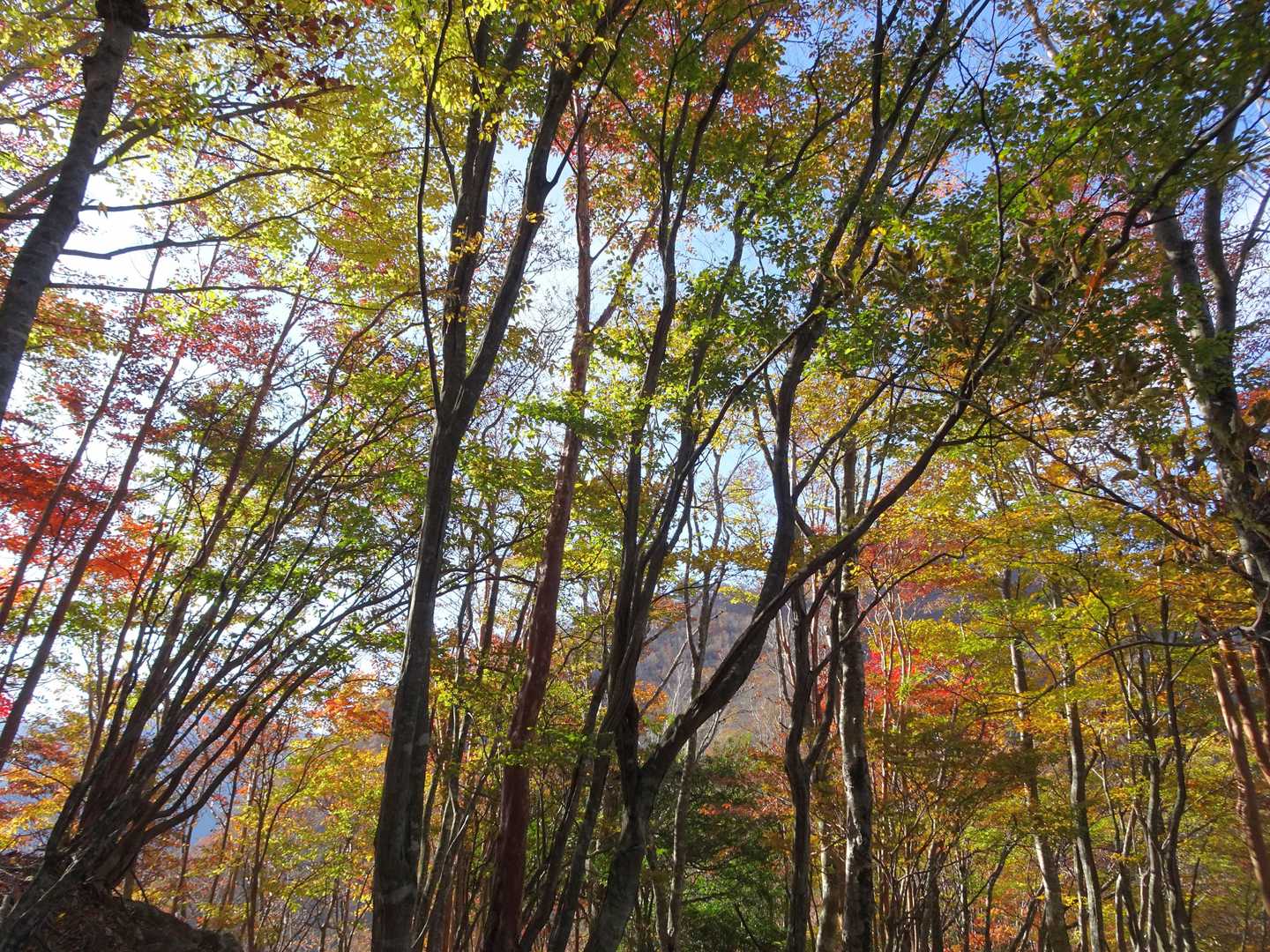 霧降山-池木屋山 往復コースの写真