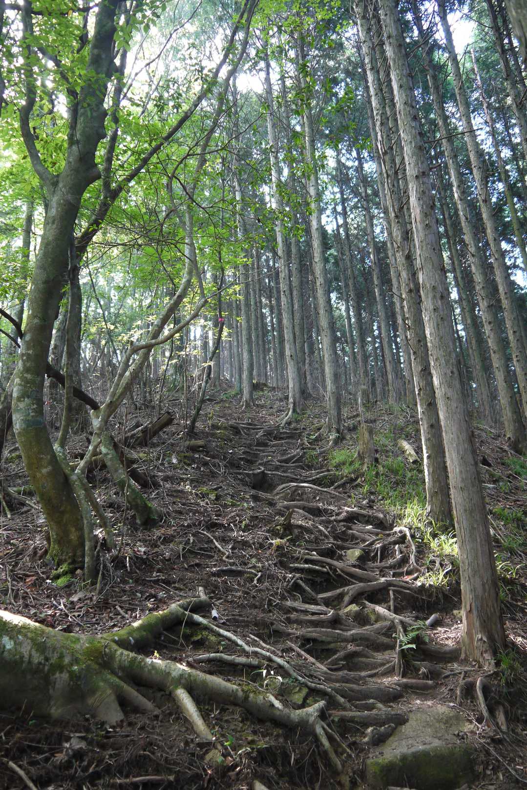 切越峠-二ッ森山 往復コースの写真