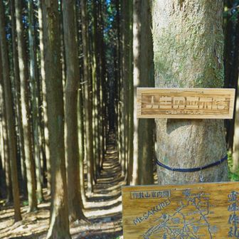 ハイライトの人生の並木路🌲