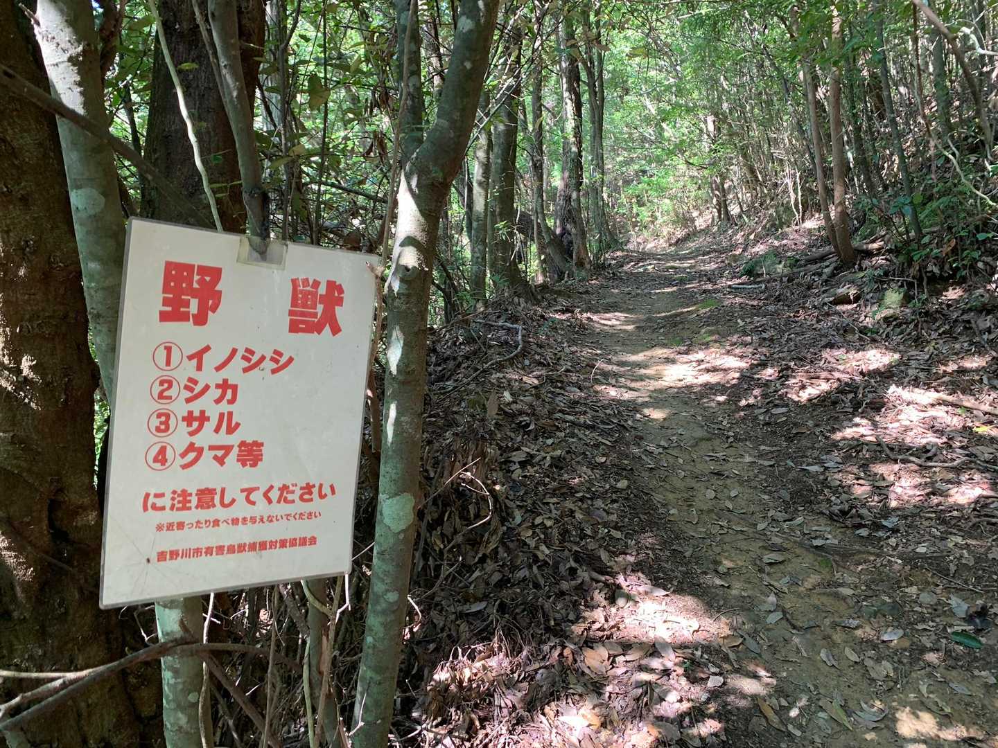 高越山 往復コースの写真