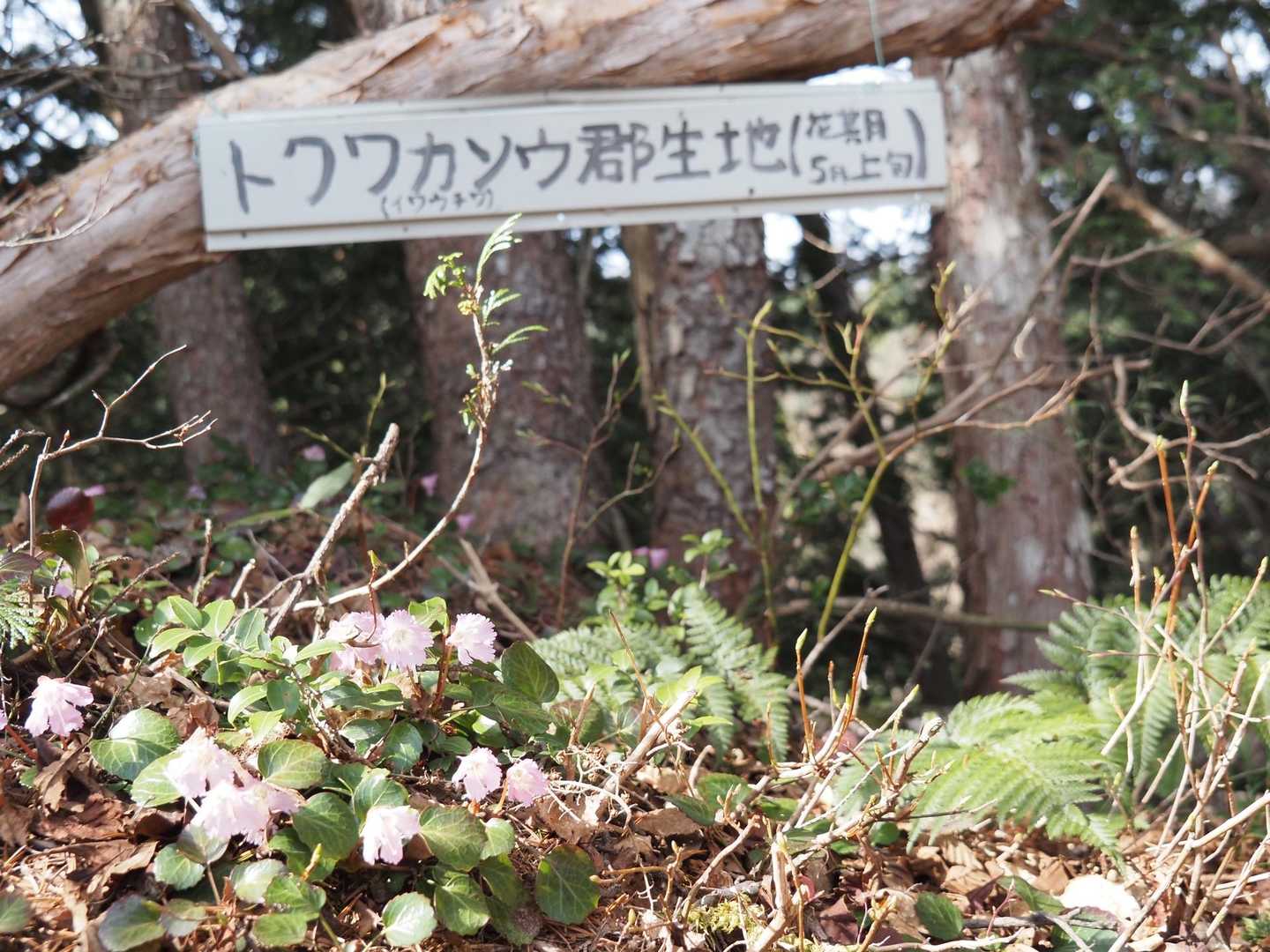 トクワカソウ群生地の看板…
ん？郡生…🫢
