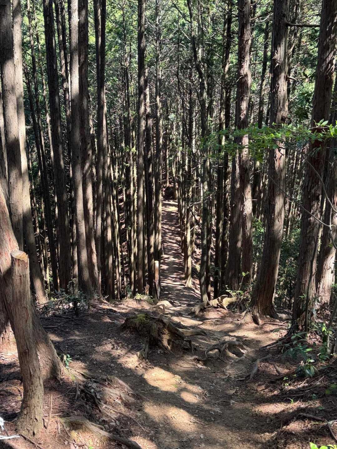 いつもの激登りが、激下りに。