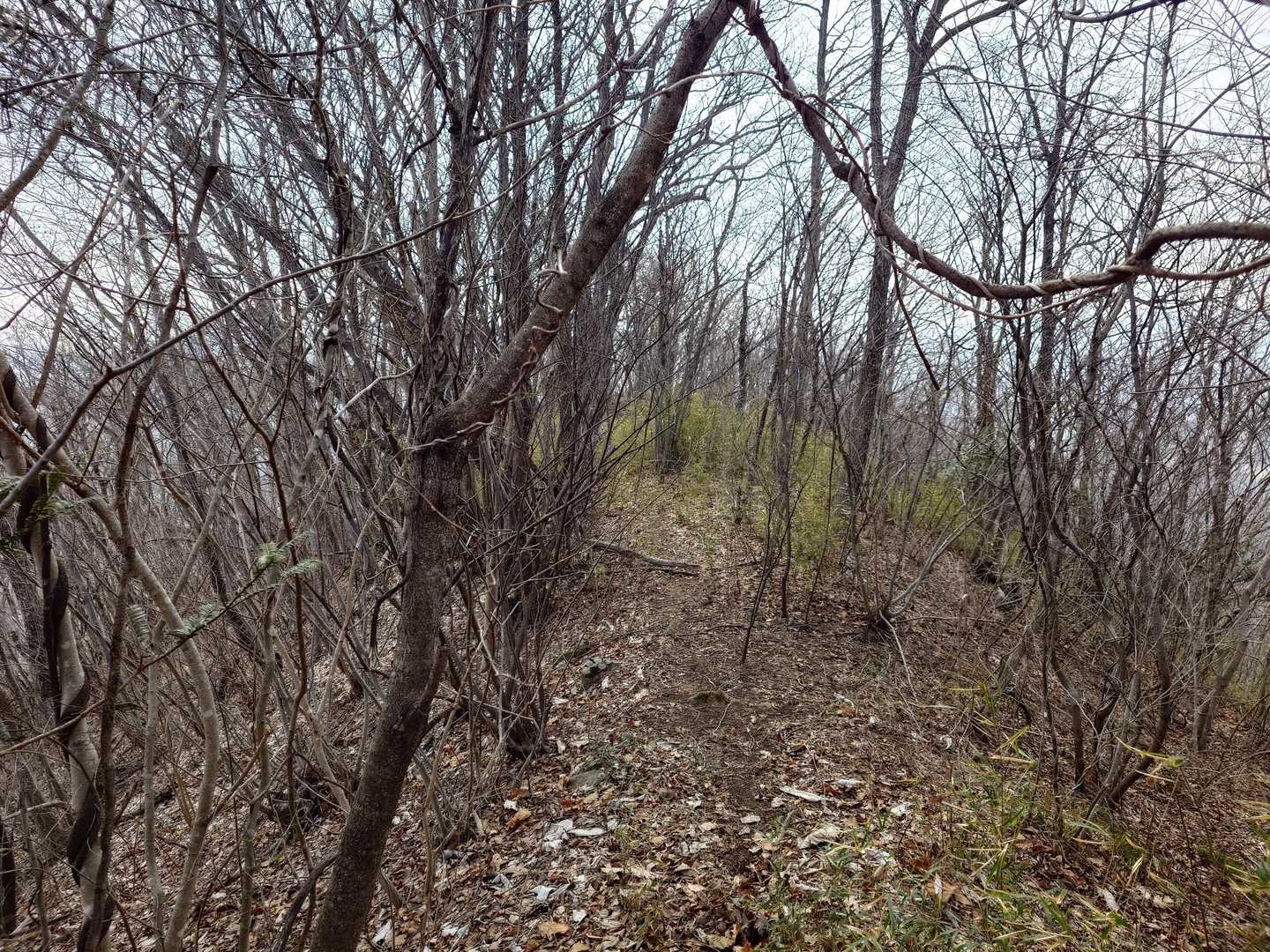 赤柴山-取り付き-ツボケ山 周回コースの写真