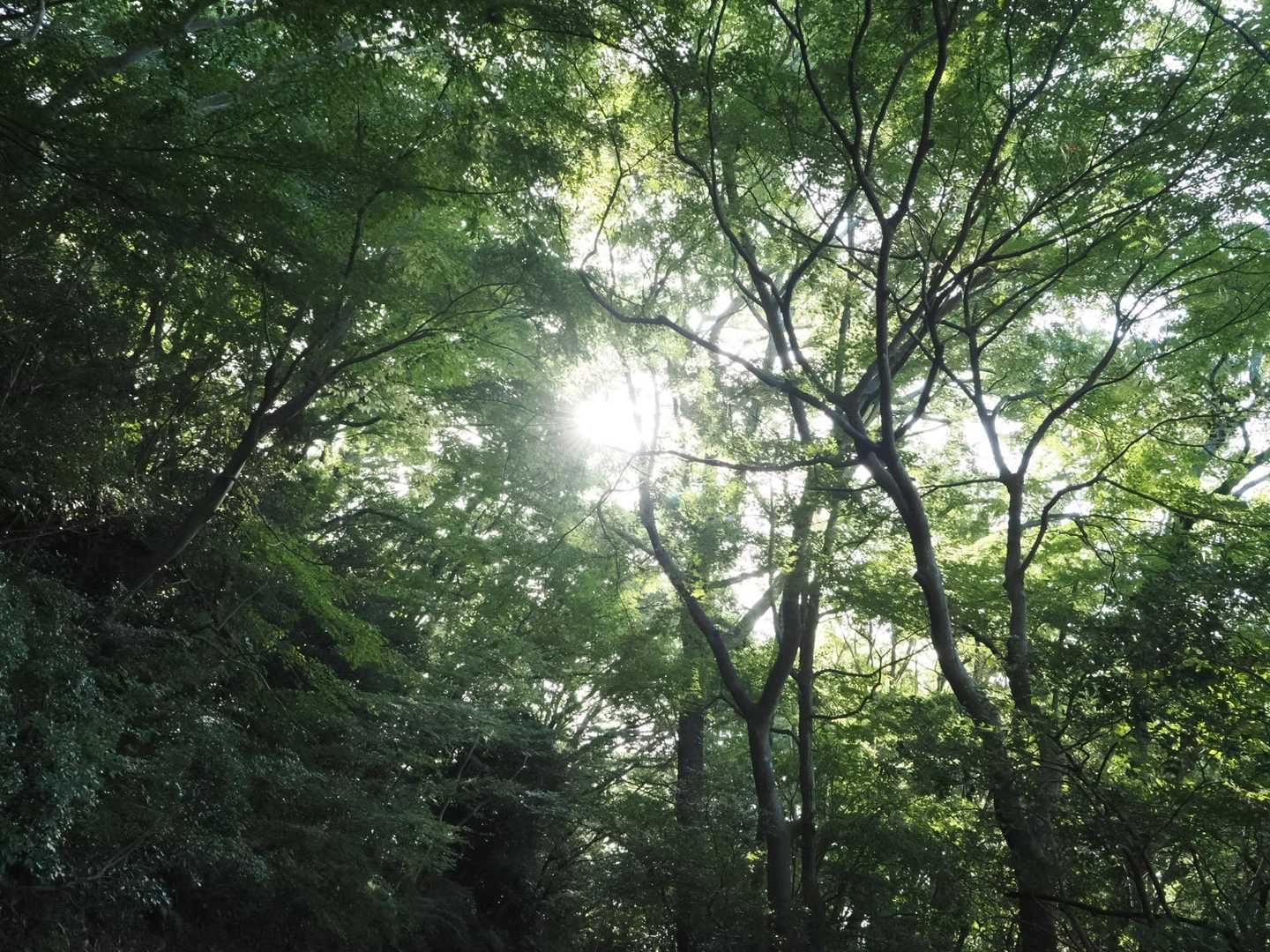 まだまだ緑いっぱい^_^