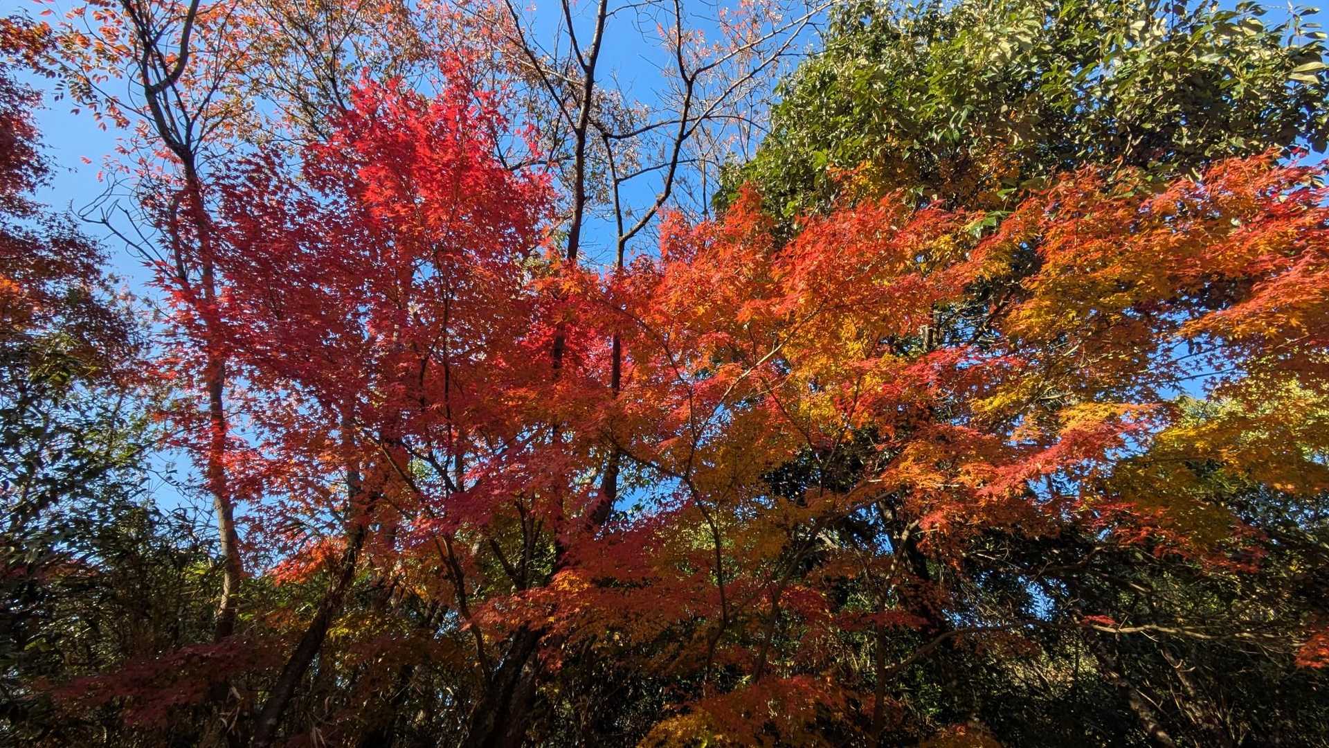 清水寺-清水山-清水山-古僧都山 周回コースの写真