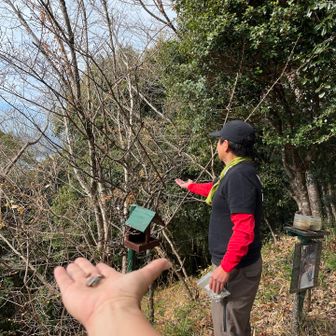 ヤマガラさん人見知りかな