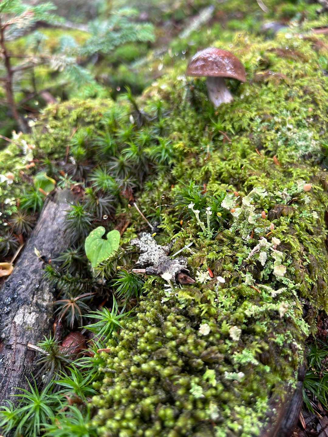 苔元気✨