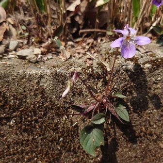 タチツボスミレ？があちこちで咲いていました。