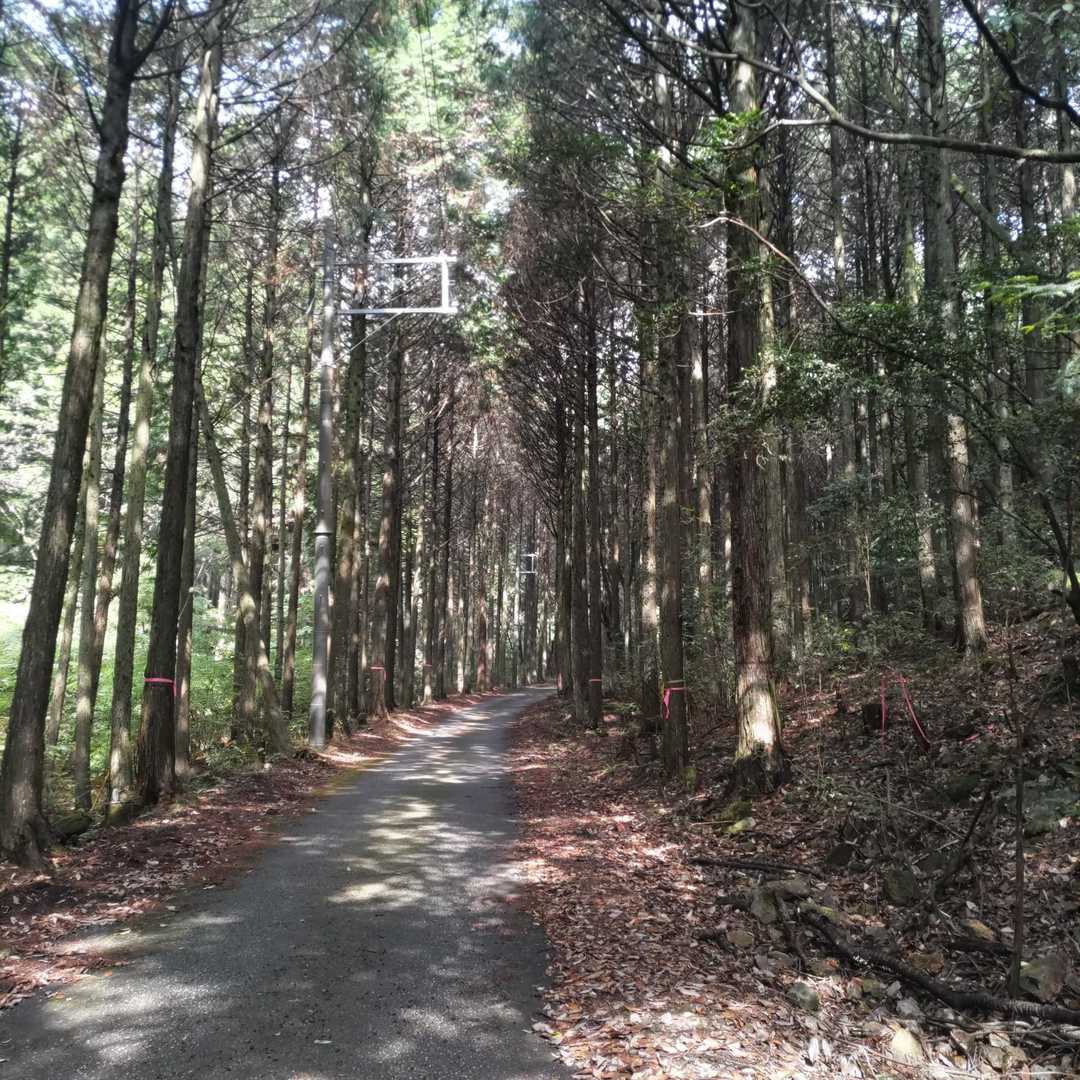 最初は、風が吹く涼しい舗装路をてくてく🍃