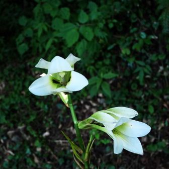 姥百合