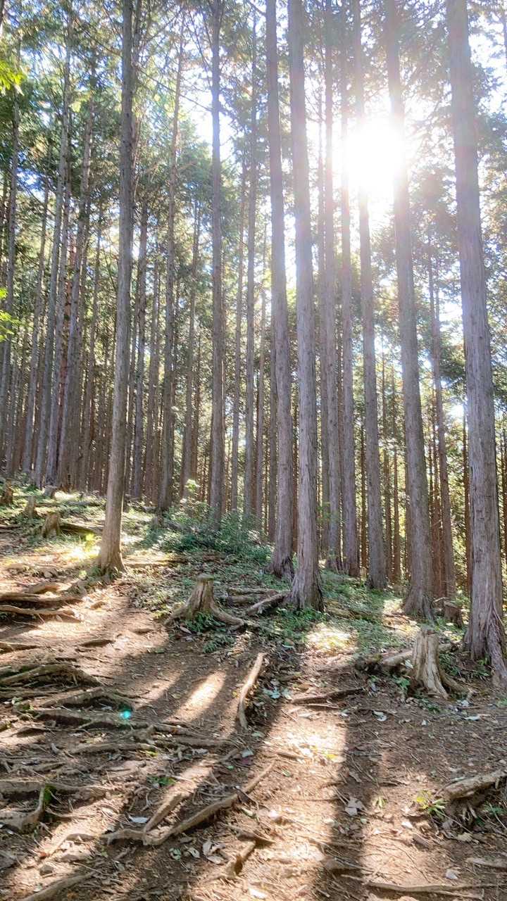 浦山口駅-武甲山 往復コースの写真