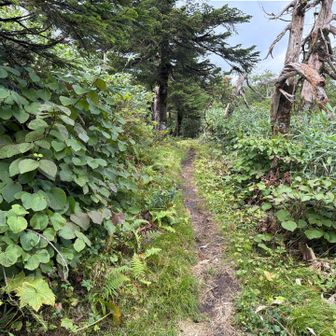 湿原から上がったところからは刈り払い済み。