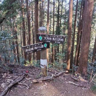 要害山。

ピークというより、分岐という雰囲気。