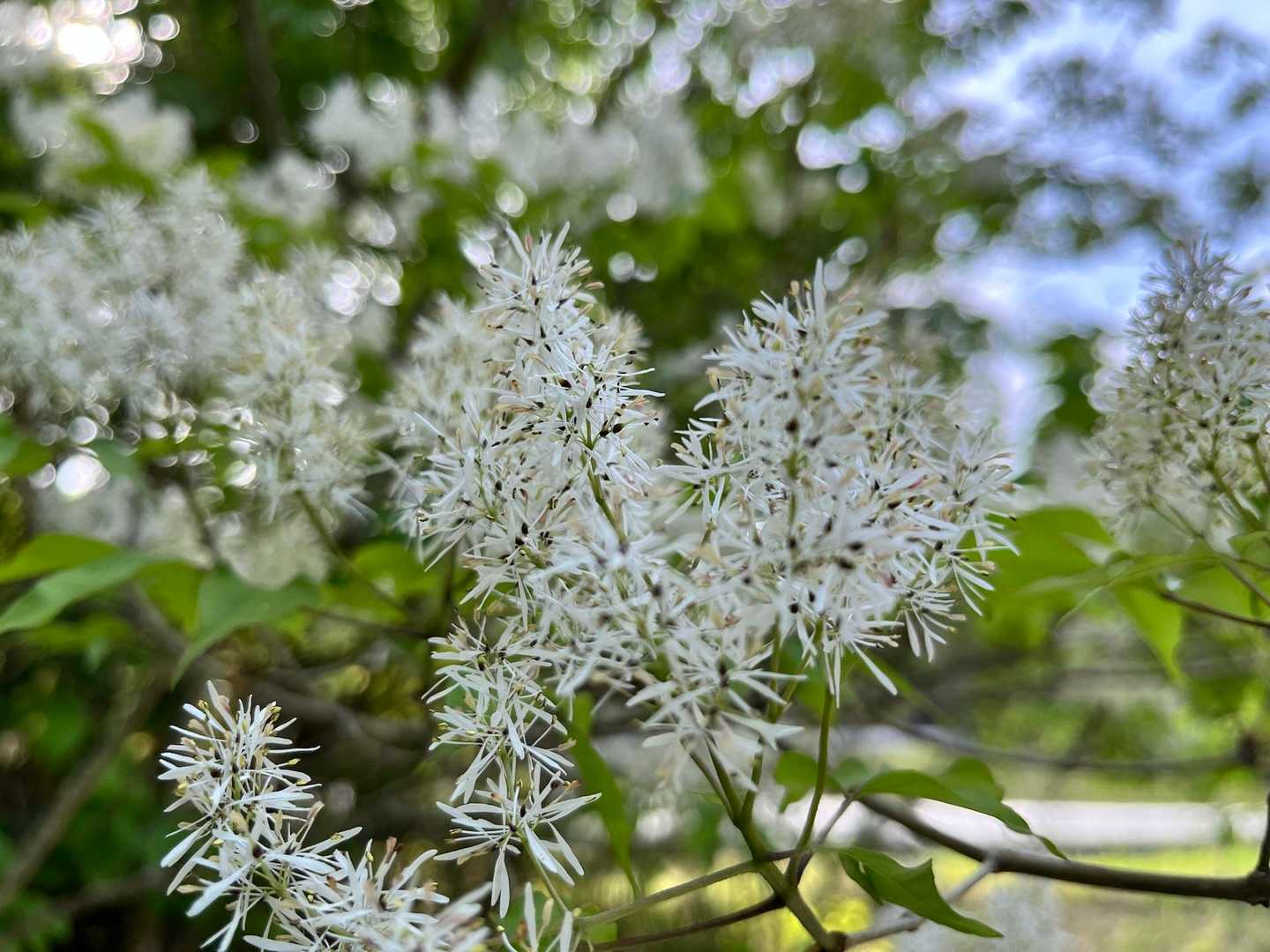 アオダモでしょうか？🤔
線香花火のようですね🎇