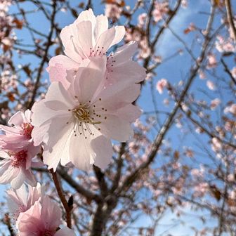 桜🌸咲く！