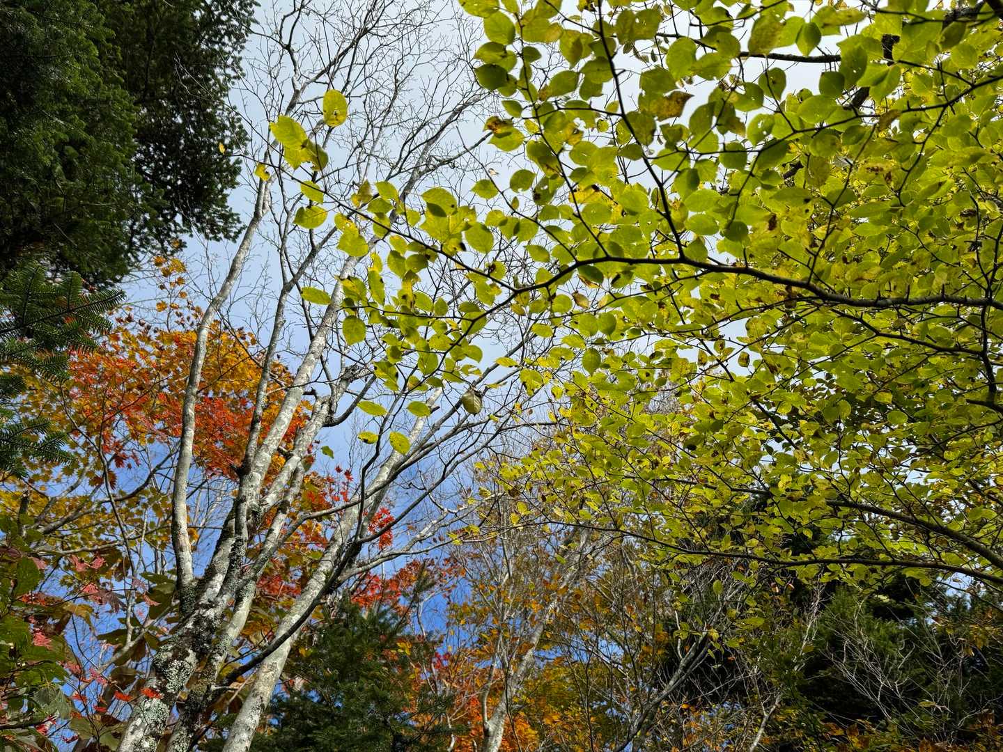 山頂の紅葉🍁