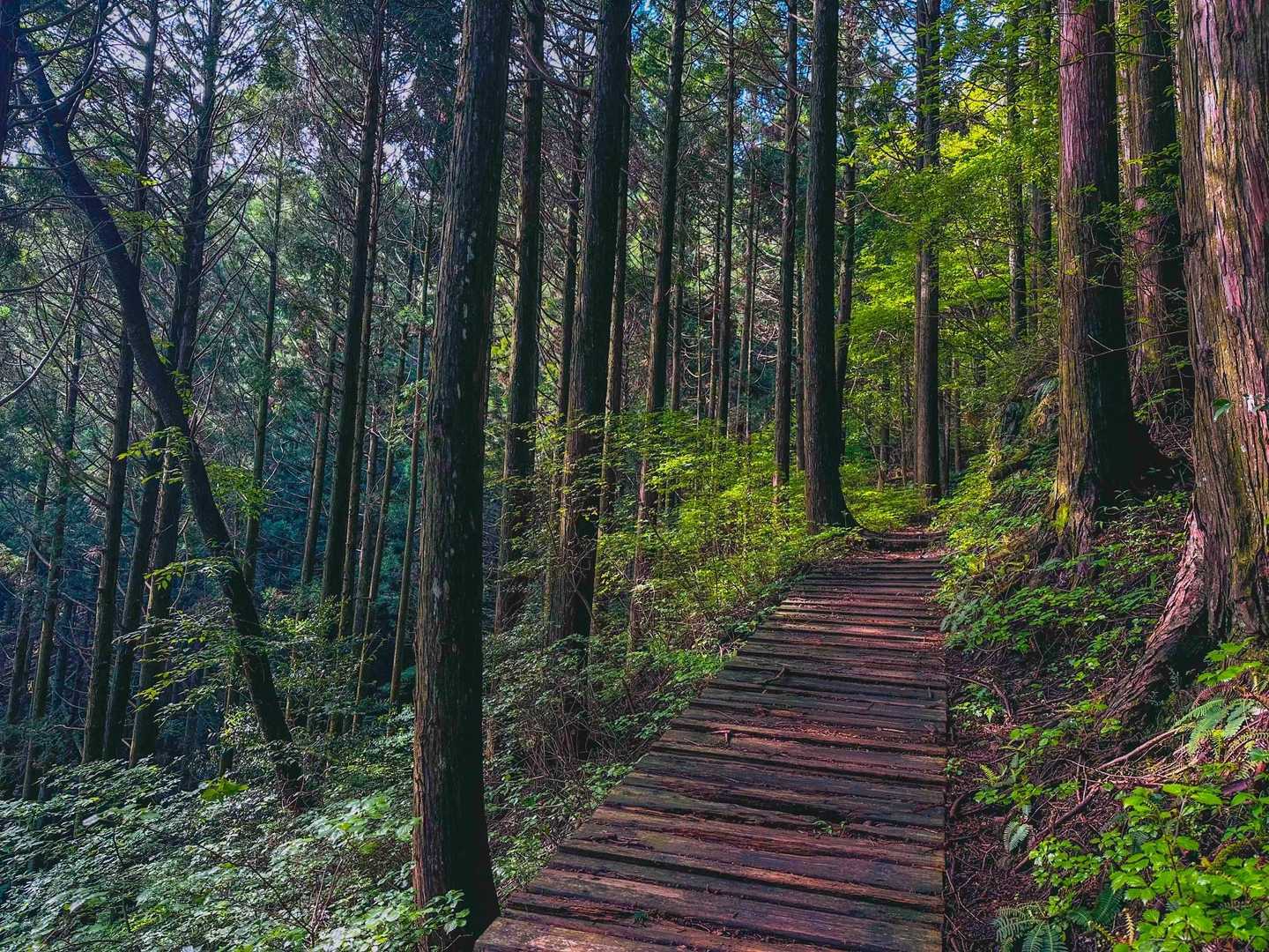 八瀬峠まではほぼ水平移動w
ハイキング気分で行ける気持ちよい登山道🚶‍♂️