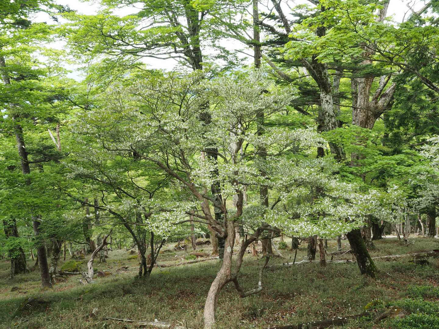 見頃を迎えたシロヤシオ