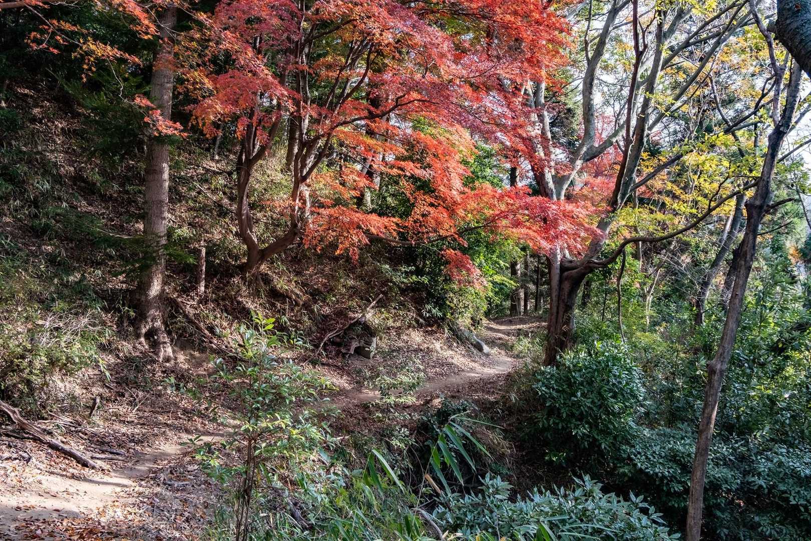 JR元町駅-地下鉄　県庁前駅-諏訪神社参道-堂徳山-城山- 縦走コースの写真