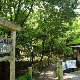 今日は約3ヶ月ぶりの登山です。
ここ男池園地より
ミヤマキリシマを求めて全国から登山者の集まる平治岳山頂を目指して楽しんで行こうと思います。
ちなみに駐車場は6割程度うまってました。