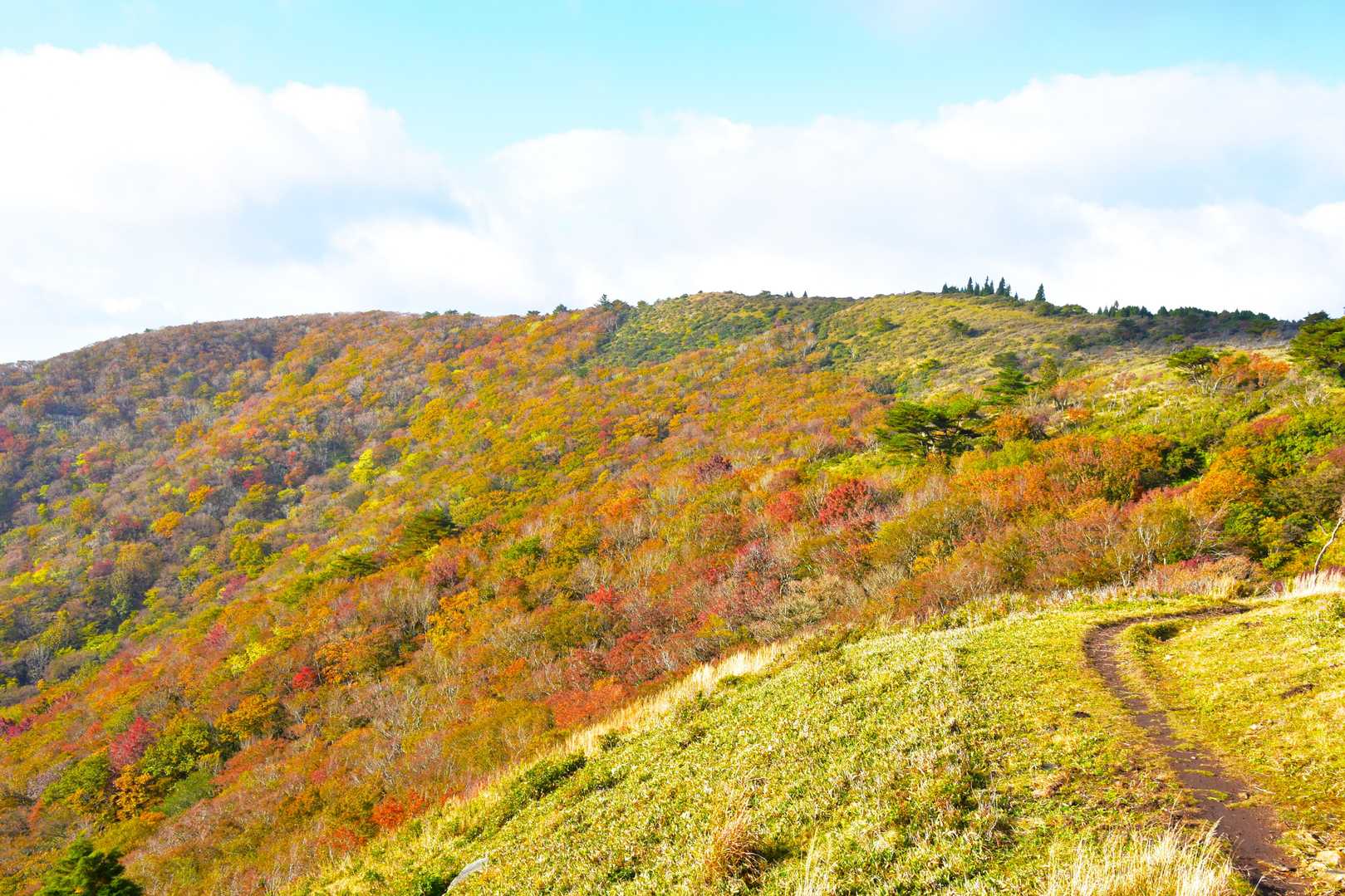 天空の回廊から段ヶ峰東斜面を望む
鮮やかな紅葉だ