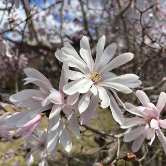 民家？道路脇、にこぶしのお花🌸