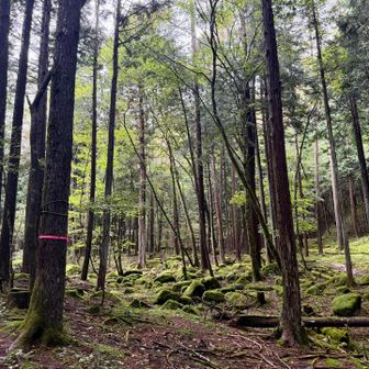14日（月）を有給休暇にして3連休で遠出しようと思ってたけど、相変わらずの雨予報で中止に😢
でも山欠限界だったので日月で笠取山へ行ってきました🥾
日曜日だし、人いるかなぁ。。。と思ったけど、作場平の駐車場はガラガラ
山の中で会う人も少なかったです