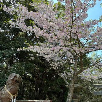 桜🌸　とても綺麗でした