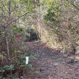 振り返って。ここは遊歩道1号線。トイレのある公園まで通じてます。