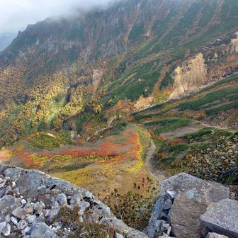 本日タマヒュンビュー①
でも、下の紅葉はガチで綺麗