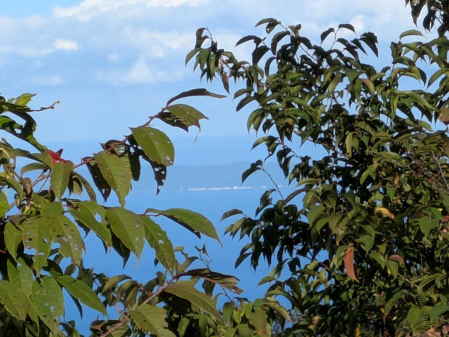 樹間から粟島の港あたりが