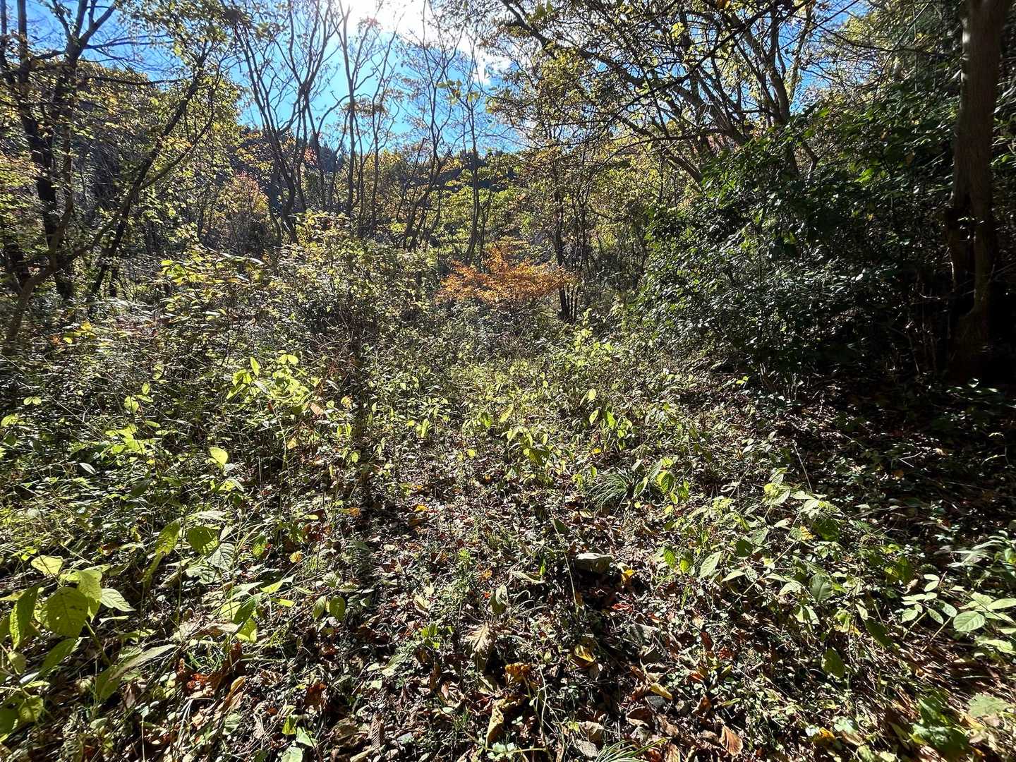 草元気いっぱいを抜けて林道へ🌱🌱